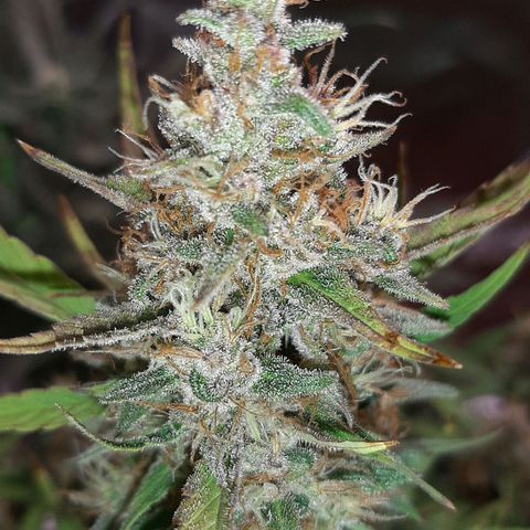 Mary growlog timeline photo