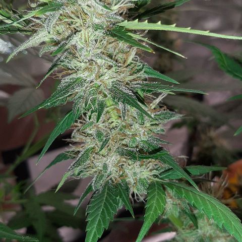 Mary growlog timeline photo