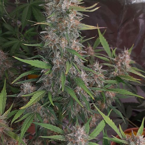 Mary growlog timeline photo