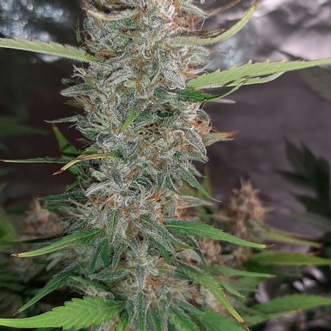 Mary growlog timeline photo