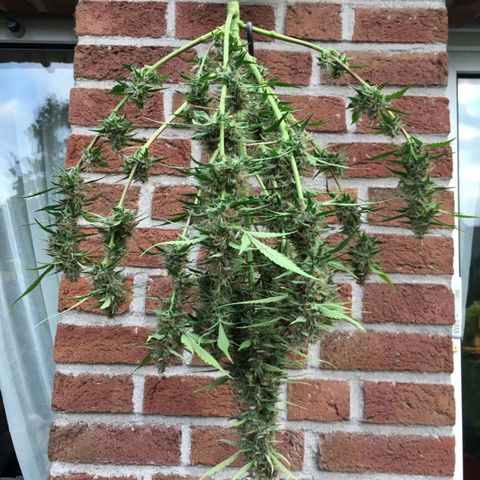 Mary growlog timeline photo