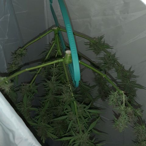 Mary growlog timeline photo