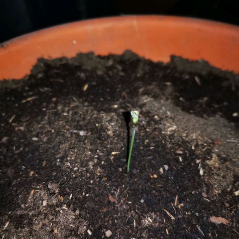 Foto de la cronología del growlog de Wedding Cake Auto (Géraldine) 