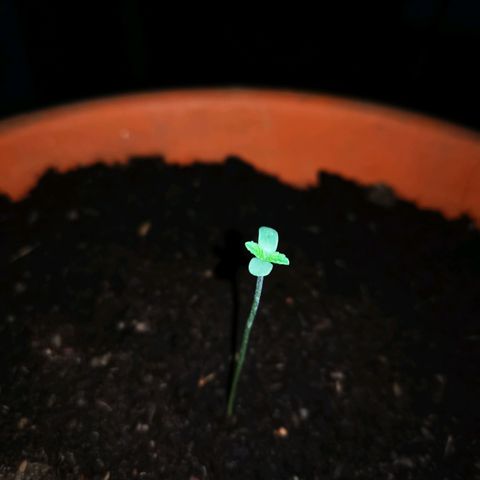 Foto de la cronología del growlog de Wedding Cake Auto (Géraldine) 