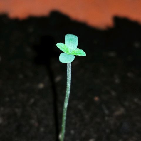 Foto de la cronología del growlog de Wedding Cake Auto (Géraldine) 