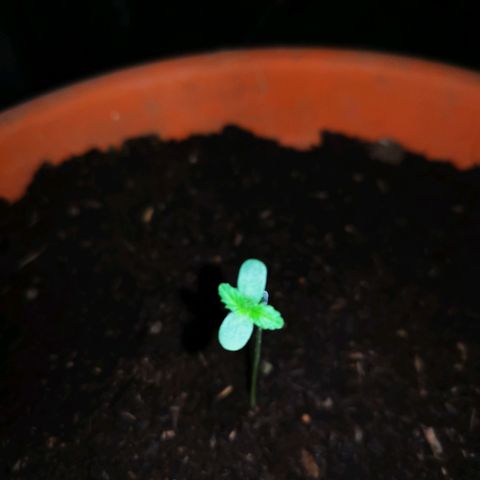 Foto de la cronología del growlog de Wedding Cake Auto (Géraldine) 