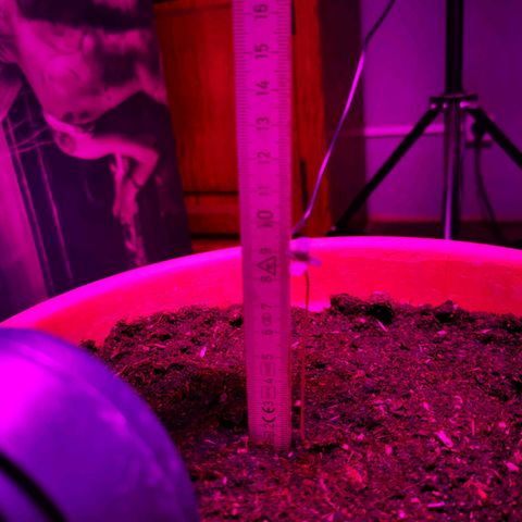 Foto de la cronología del growlog de Wedding Cake Auto (Géraldine) 