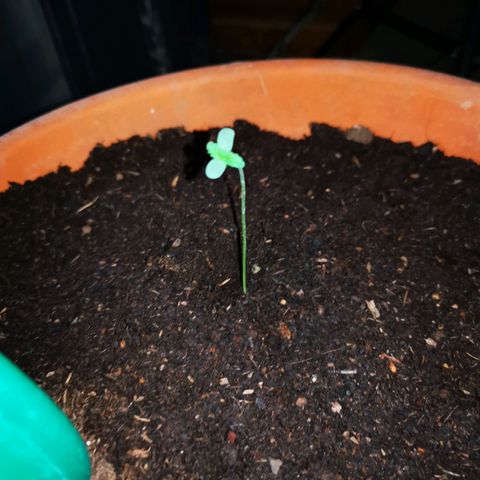 Foto de la cronología del growlog de Wedding Cake Auto (Géraldine) 