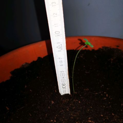 Foto de la cronología del growlog de Wedding Cake Auto (Géraldine) 