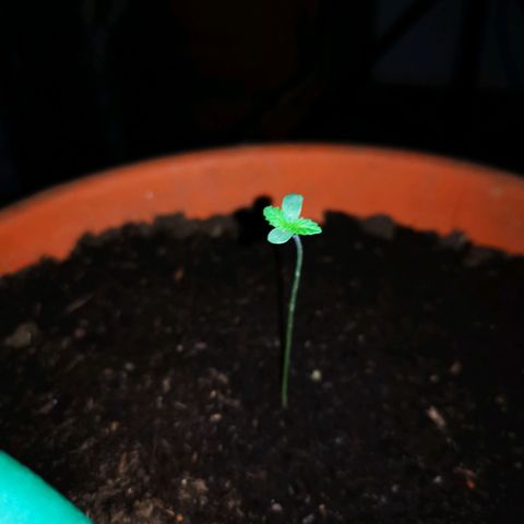 Foto de la cronología del growlog de Wedding Cake Auto (Géraldine) 