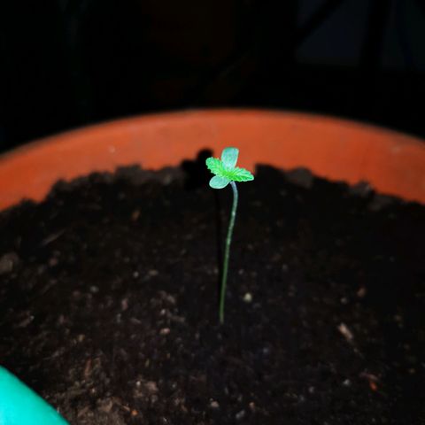Foto de la cronología del growlog de Wedding Cake Auto (Géraldine) 