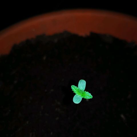 Foto de la cronología del growlog de Wedding Cake Auto (Géraldine) 