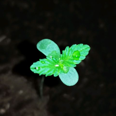 Foto de la cronología del growlog de Wedding Cake Auto (Géraldine) 