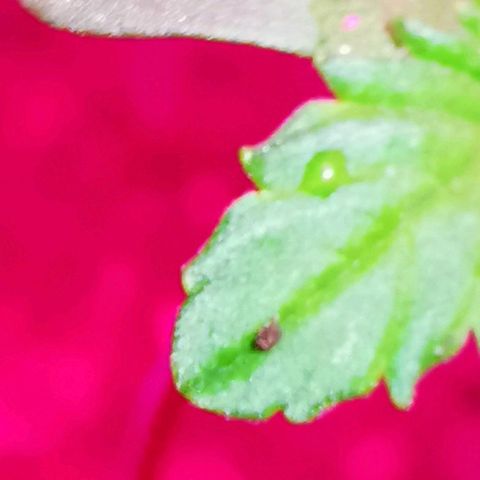 Foto de la cronología del growlog de Wedding Cake Auto (Géraldine) 