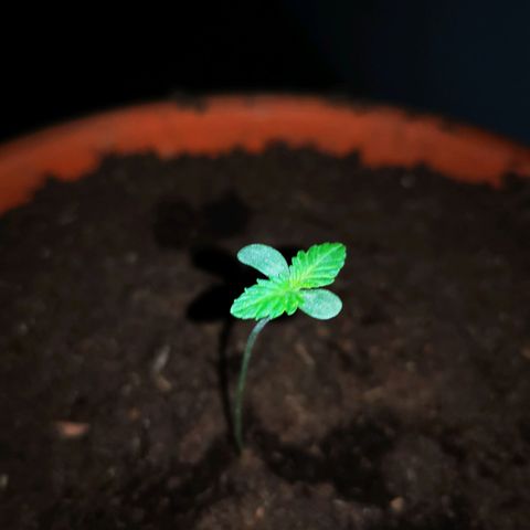 Foto de la cronología del growlog de Wedding Cake Auto (Géraldine) 