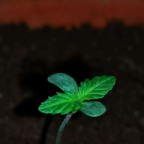 Foto de la cronología del growlog de Wedding Cake Auto (Géraldine) 