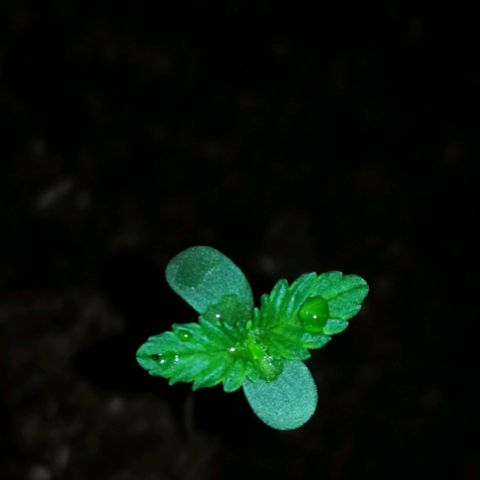 Foto de la cronología del growlog de Wedding Cake Auto (Géraldine) 