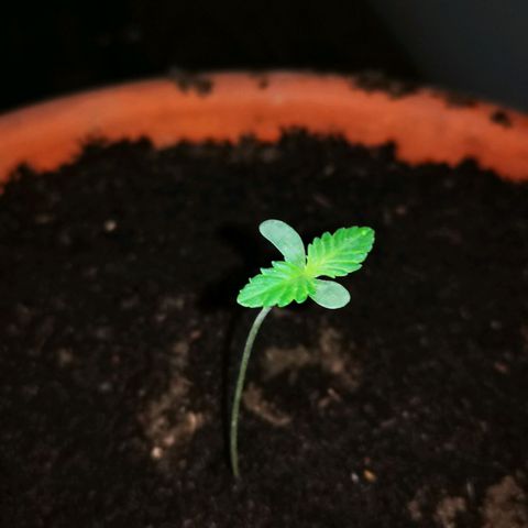 Foto de la cronología del growlog de Wedding Cake Auto (Géraldine) 