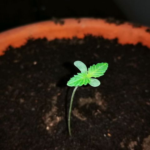 Foto de la cronología del growlog de Wedding Cake Auto (Géraldine) 