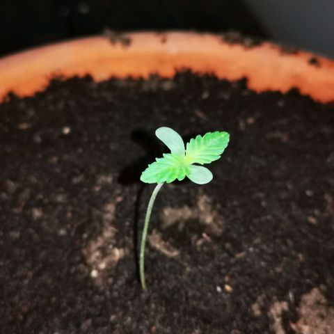 Foto de la cronología del growlog de Wedding Cake Auto (Géraldine) 
