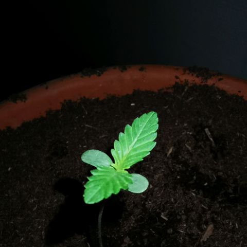Foto del growlog de Wedding Cake Auto (Géraldine) : Deuxième paire de feuilles commence à apparaître 