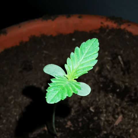 Foto del growlog de Wedding Cake Auto (Géraldine) : Deuxième paire de feuilles commence à apparaître 