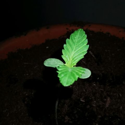 Foto del growlog de Wedding Cake Auto (Géraldine) : Deuxième paire de feuilles commence à apparaître 