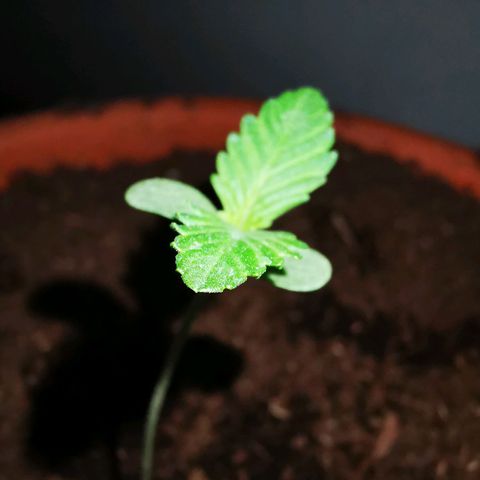 Foto del growlog de Wedding Cake Auto (Géraldine) : Deuxième paire de feuilles commence à apparaître 