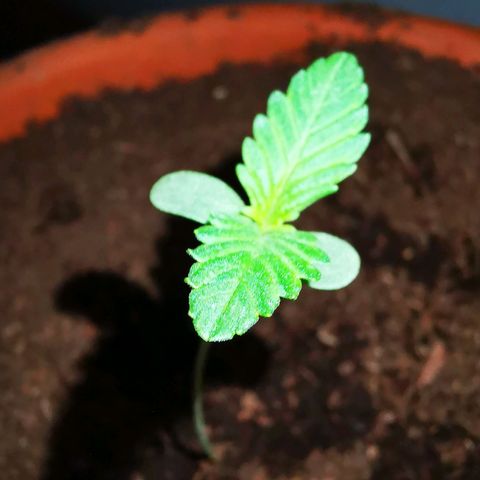 Foto del growlog de Wedding Cake Auto (Géraldine) : Deuxième paire de feuilles commence à apparaître 