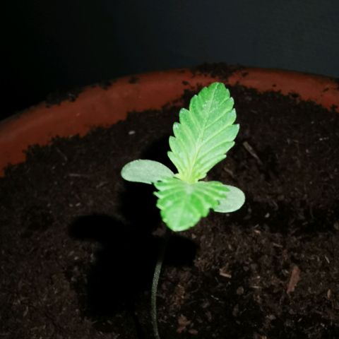 Foto del growlog de Wedding Cake Auto (Géraldine) : Deuxième paire de feuilles commence à apparaître 