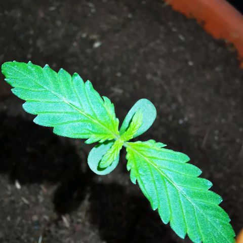 Foto de la cronología del growlog de Wedding Cake Auto (Géraldine) 