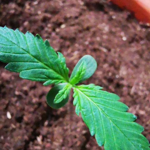 Foto de la cronología del growlog de Wedding Cake Auto (Géraldine) 