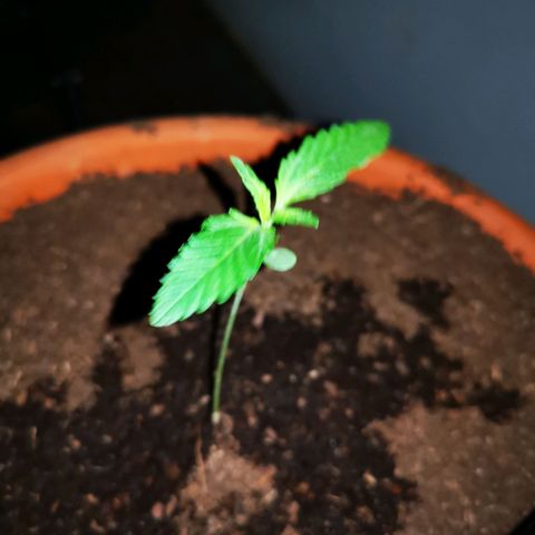 Foto de la cronología del growlog de Wedding Cake Auto (Géraldine) 