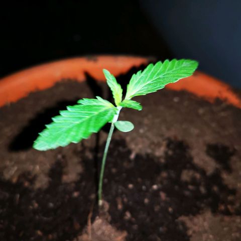 Foto de la cronología del growlog de Wedding Cake Auto (Géraldine) 