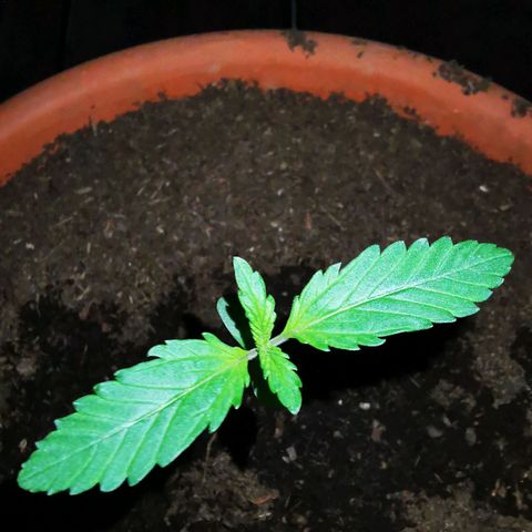 Foto de la cronología del growlog de Wedding Cake Auto (Géraldine) 