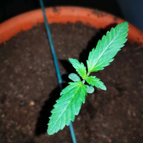 Foto de la cronología del growlog de Wedding Cake Auto (Géraldine) 
