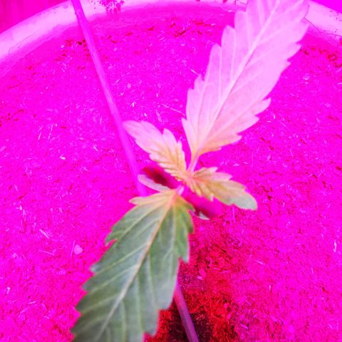 Foto de la cronología del growlog de Wedding Cake Auto (Géraldine) 