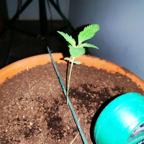 Foto de la cronología del growlog de Wedding Cake Auto (Géraldine) 