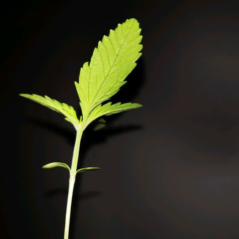 Foto de la cronología del growlog de Wedding Cake Auto (Géraldine) 