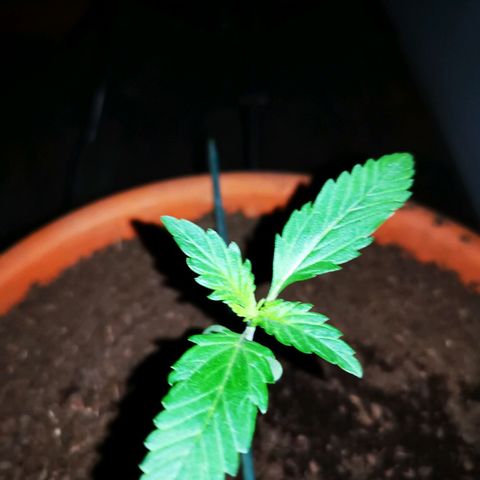Foto de la cronología del growlog de Wedding Cake Auto (Géraldine) 