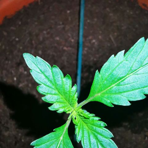 Foto de la cronología del growlog de Wedding Cake Auto (Géraldine) 