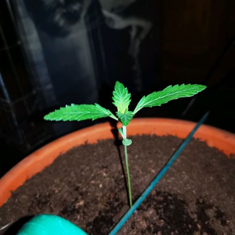 Foto de la cronología del growlog de Wedding Cake Auto (Géraldine) 