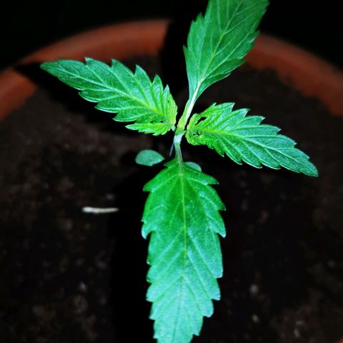 Foto de la cronología del growlog de Wedding Cake Auto (Géraldine) 