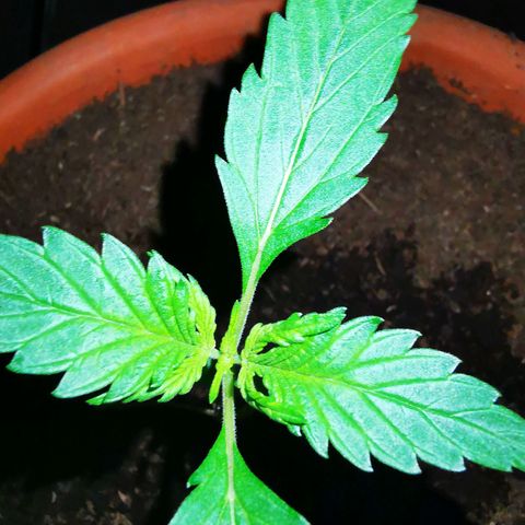 Foto de la cronología del growlog de Wedding Cake Auto (Géraldine) 