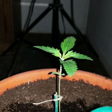 Foto de la cronología del growlog de Wedding Cake Auto (Géraldine) 