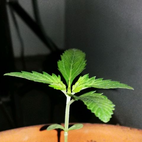 Foto de la cronología del growlog de Wedding Cake Auto (Géraldine) 