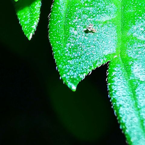 Foto de la cronología del growlog de Wedding Cake Auto (Géraldine) 
