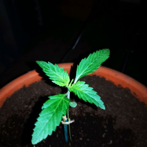 Foto de la cronología del growlog de Wedding Cake Auto (Géraldine) 
