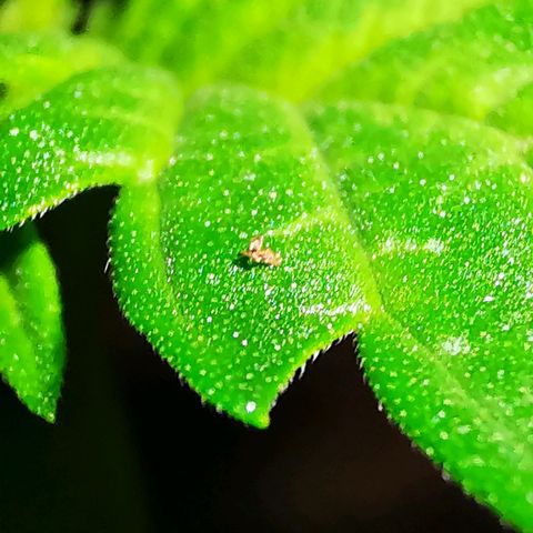 Foto de la cronología del growlog de Wedding Cake Auto (Géraldine) 