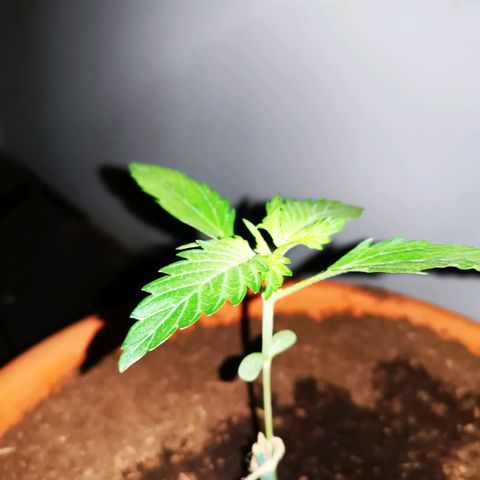 Foto del growlog de Wedding Cake Auto (Géraldine) : Bientôt le passage en phase végétative 
